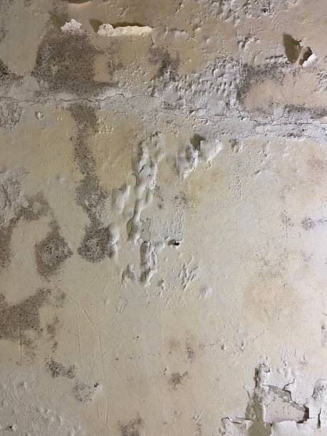 Best Black Mold Removal  in Poolesville, MD