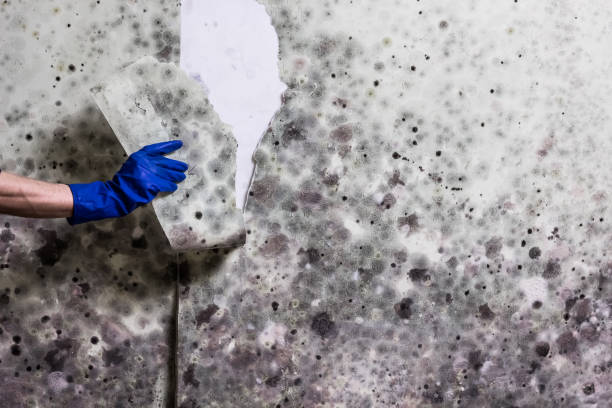 Office Mold Removal Services in Poolesville, MD